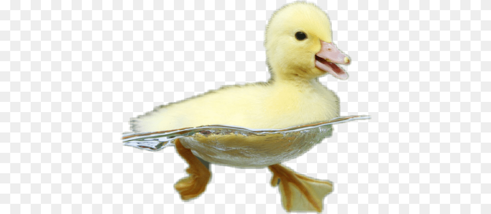 Save Ducks, Animal, Bird, Duck, Beak Png Image