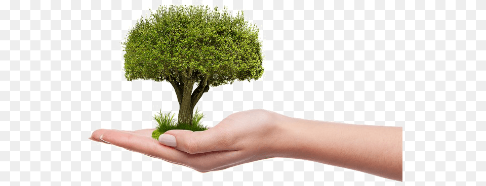 Save Earth Picture Plant A Tree, Potted Plant, Moss, Hand, Finger Free Transparent Png