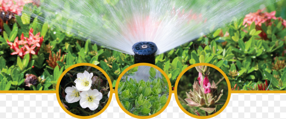 Save On Landscaping Sprinkler And Flowers, Machine, Water, Flower, Plant Png Image