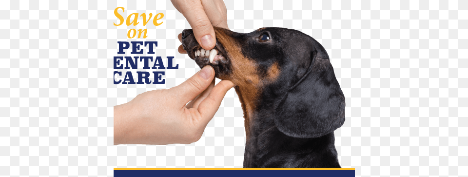 Save On Pet Dental During February Dog, Snout, Animal, Canine, Hound Png