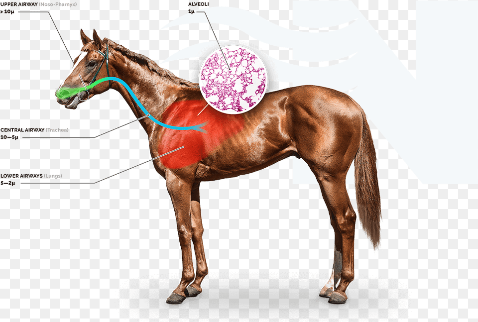 Save On The Cost Of Drugs Compared To Other Management Noter Anatomie Du Cheval, Animal, Horse, Mammal Free Png Download