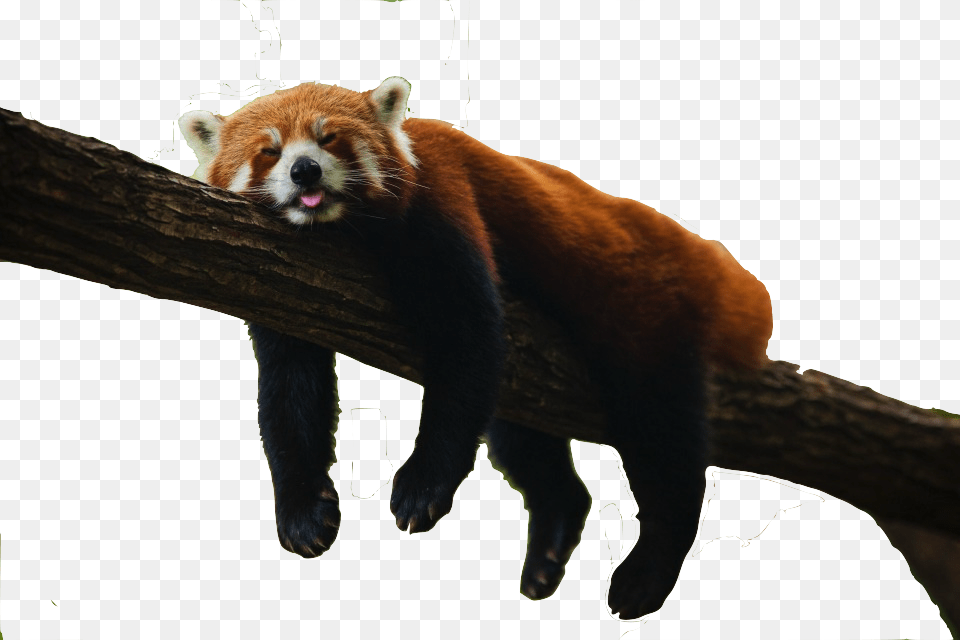 Save Red Panda Red Panda In Forest, Animal, Bear, Mammal, Wildlife Png Image