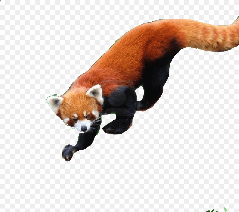 Save Red Panda Text Images Music Video Glogster Edu Red Panda Jumping, Animal, Canine, Dog, Mammal Free Png