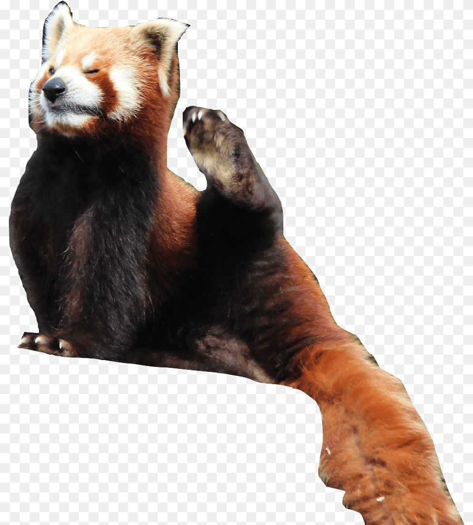 Save Red Panda Text Music Video Glogster Edu Red Panda, Animal, Bear, Mammal, Wildlife Png Image