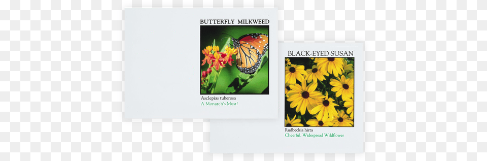Save The Pollinators Combo Seed Pack Impression Series Black Eyed Susan Flower Seeds, Daisy, Petal, Plant, Animal Free Transparent Png