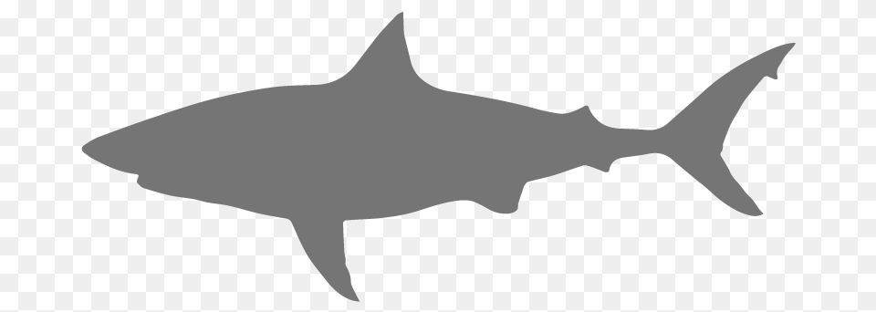 Save The Sharks Csu, Animal, Fish, Sea Life, Shark Png Image