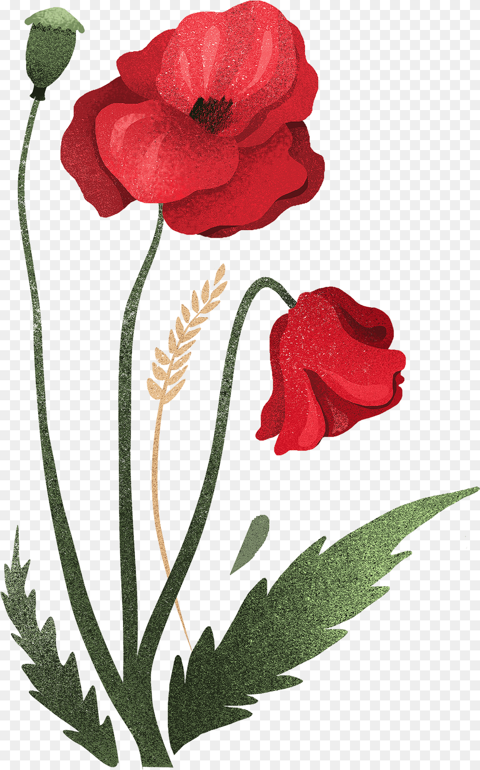 Save To Collection Corn Poppy, Flower, Plant, Rose, Geranium Free Png Download