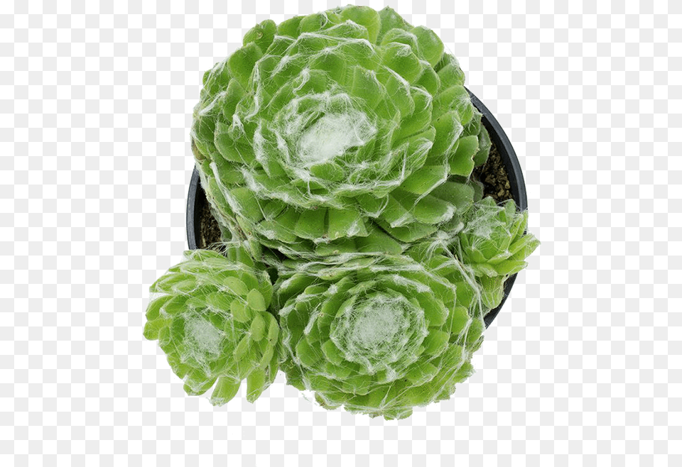 Savojskaya Kapusta, Plant, Potted Plant Free Transparent Png