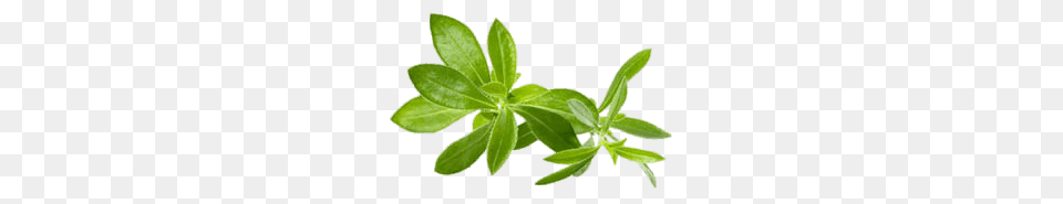 Savory, Herbal, Herbs, Leaf, Plant Png Image