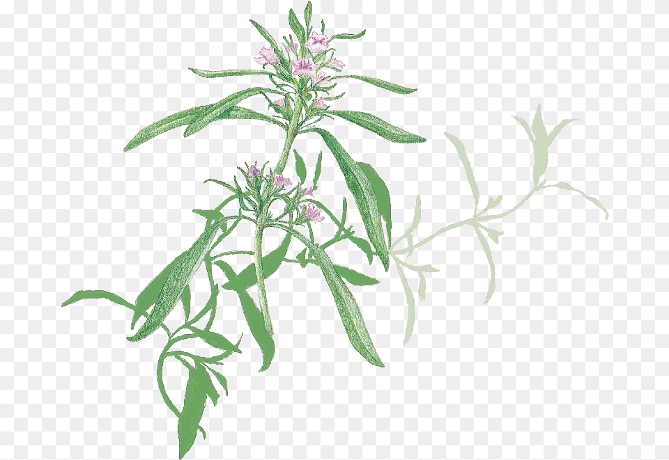 Savory, Acanthaceae, Flower, Grass, Herbal Free Png