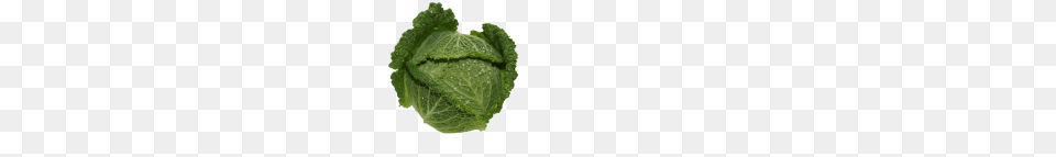 Savoy Cabbage, Food, Leafy Green Vegetable, Plant, Produce Free Transparent Png