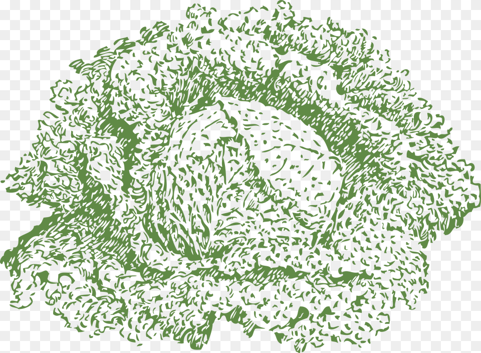 Savoy Cabbage Clip Arts Clip Art, Food, Leafy Green Vegetable, Plant, Produce Png Image