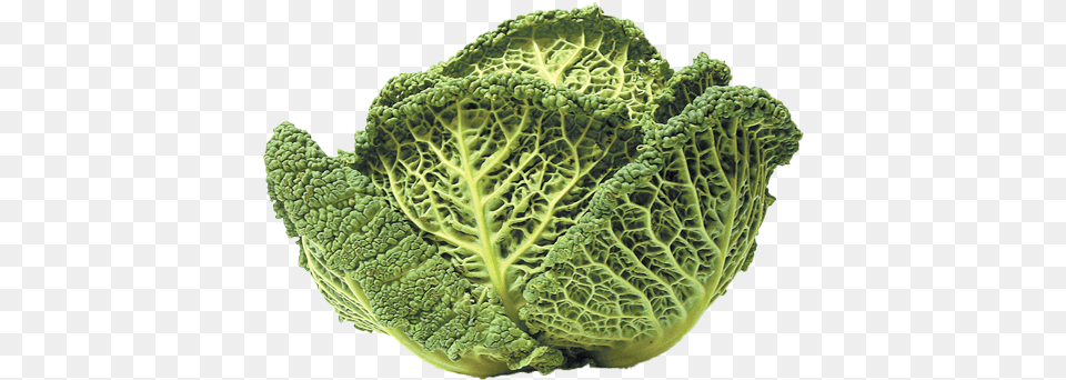 Savoy Cabbage Salamanca Fresh Kale, Food, Leafy Green Vegetable, Plant, Produce Png