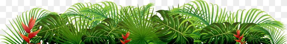 Saw Palmetto, Vegetation, Plant, Outdoors, Nature Png