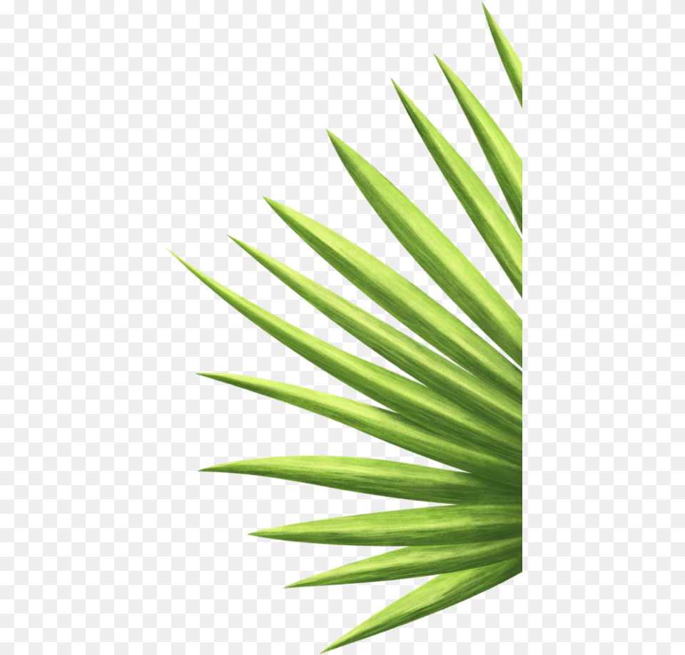 Saw Palmetto, Green, Leaf, Palm Tree, Plant Png