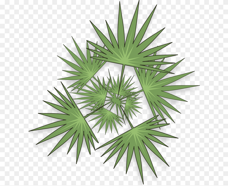 Saw Palmetto, Green, Plant, Tree, Art Png Image