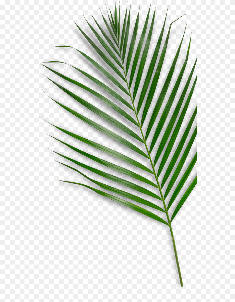 Saw Palmetto, Leaf, Palm Tree, Plant, Tree Png