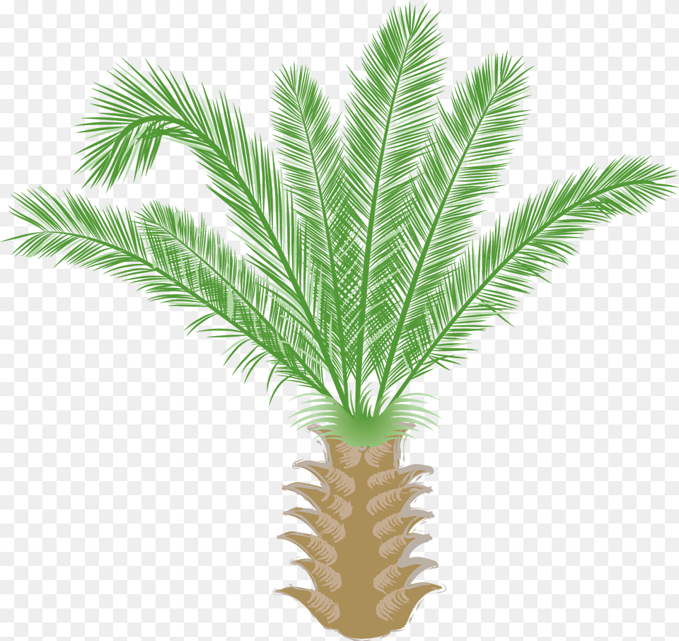 Saw Palmetto, Palm Tree, Plant, Tree, Leaf Free Png Download