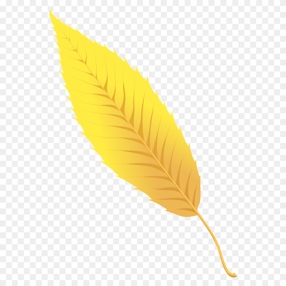 Sawtooth Oak Autumn Leaf Clipart, Plant, Tree Png