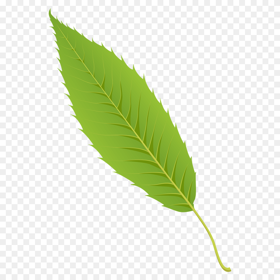 Sawtooth Oak Spring Leaf Clipart, Plant, Tree Png Image