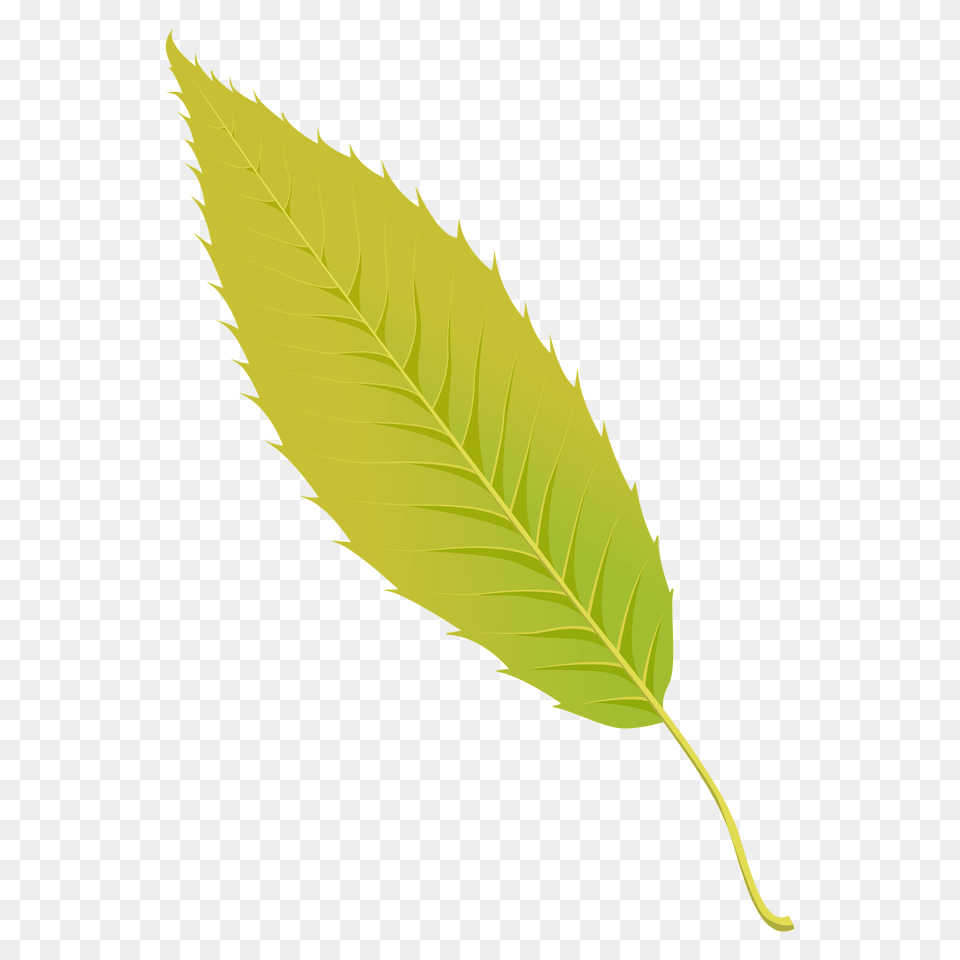 Sawtooth Oak Summer Leaf Clipart, Plant, Tree Png Image