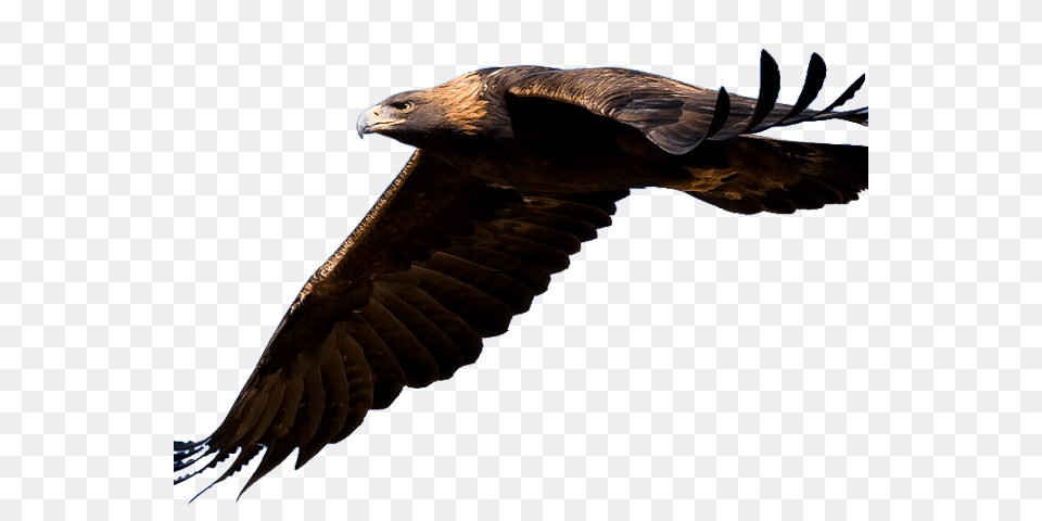 Saying Clipart Feather, Animal, Bird, Vulture, Buzzard Png