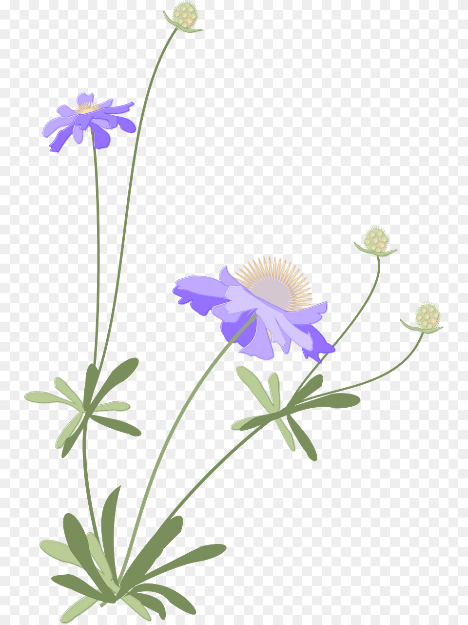 Scabiosa Clipart, Plant, Petal, Daisy, Flower Png Image