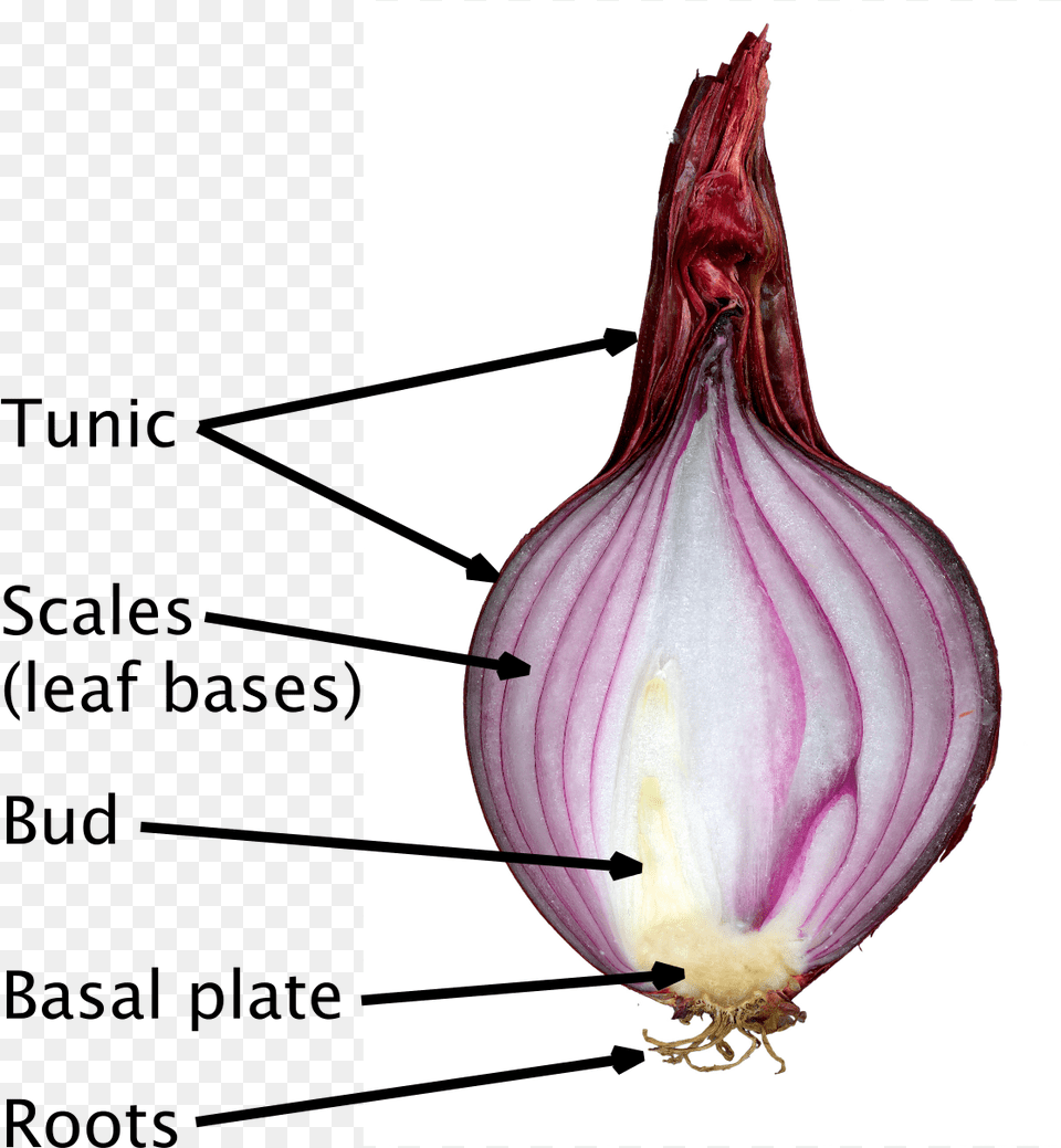 Scale Leaves Of Onion, Food, Produce, Plant, Vegetable Free Transparent Png