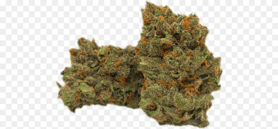 Scale Model, Plant, Weed, Rock Png