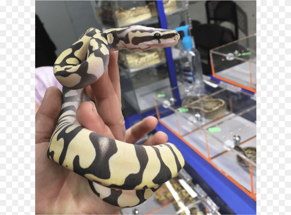 Scaleless Snake Scaleless Head Scaleless Ball Python Burmese Python, Animal, Reptile, Lizard Free Transparent Png