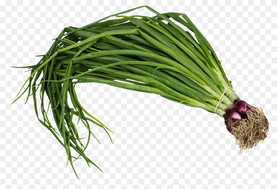 Scallion Spring Onion Image, Food, Produce, Plant, Spring Onion Free Png