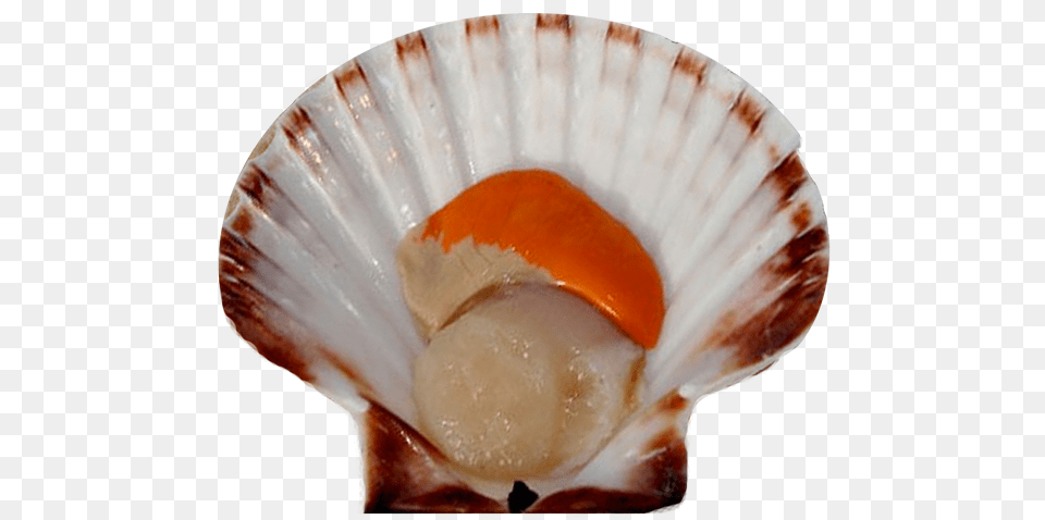 Scallop Images Scallop, Animal, Clam, Food, Invertebrate Free Png