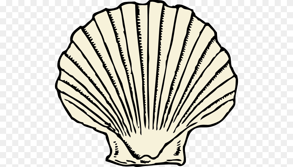 Scallop Shell, Animal, Clam, Food, Invertebrate Free Transparent Png