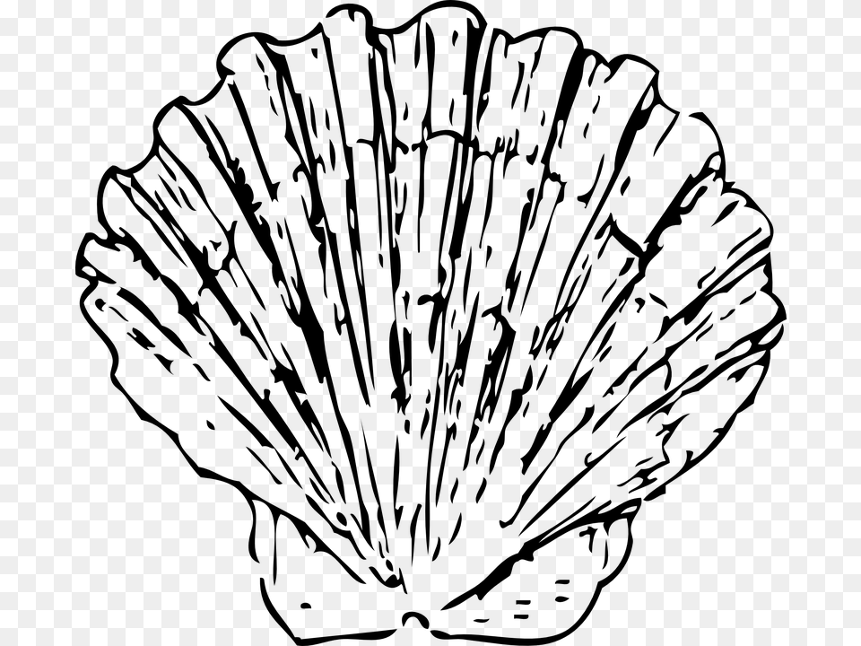 Scallop Shell Seashell Clam Marine Ocean Aquatic Scallop Black And White, Gray Free Transparent Png