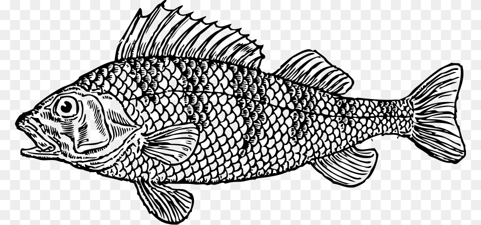 Scaly Fish Svg Clip Arts Fish Clipart Black And White, Gray Free Png Download