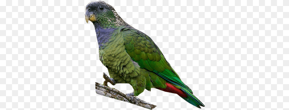 Scaly Headed Parrot Budgie, Animal, Bird, Parakeet Png Image