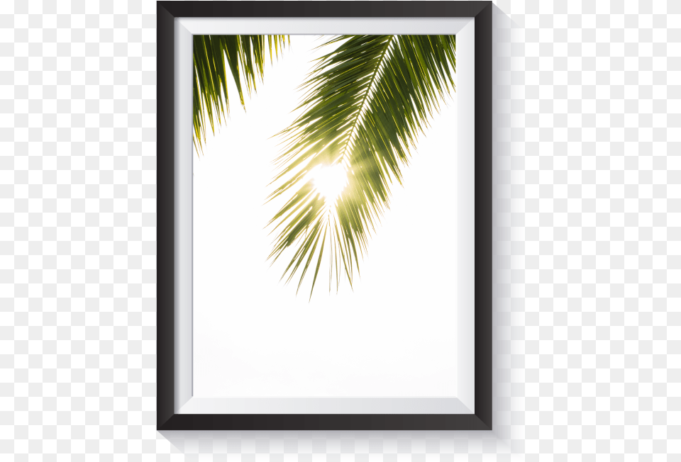 Scandi Light Leak Palm Frond Minimal Nordic Print Sabal Minor, Sunlight, Summer, Leaf, Plant Free Transparent Png