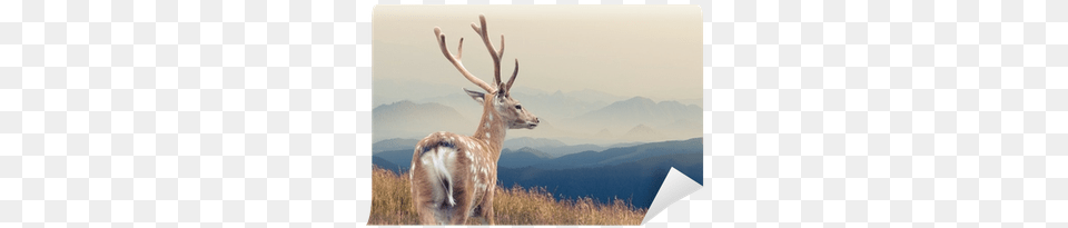 Scandinavian Love Canvas Art, Animal, Antelope, Deer, Mammal Free Png Download