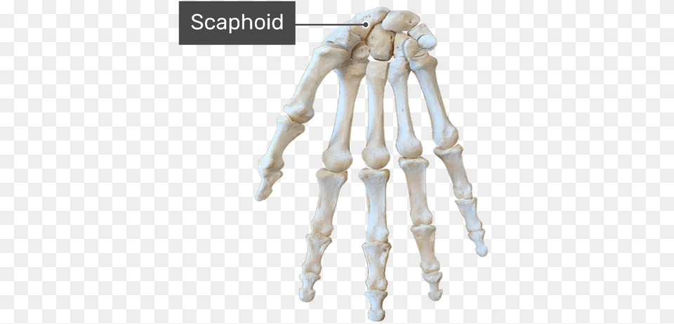 Scaphoid Bone Hand Skeleton Diagram No Labels, Person Free Transparent Png