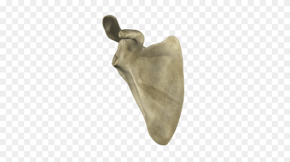Scapula, Clothing, Hat, Home Decor Png Image