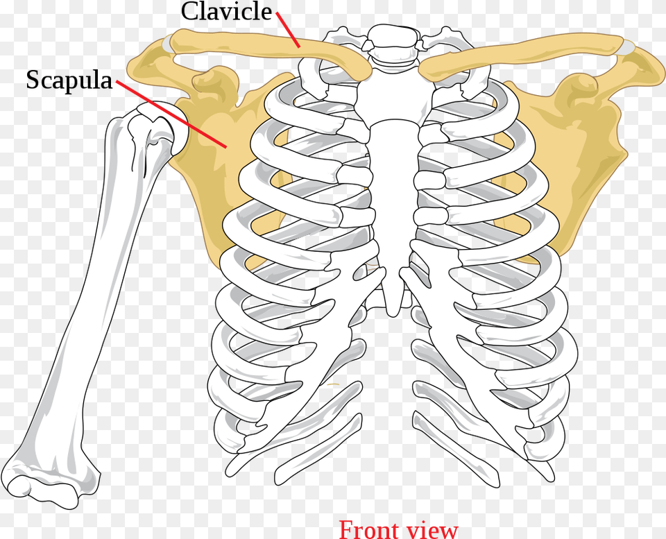 Scapula Meaning In Urdu, Skeleton Png