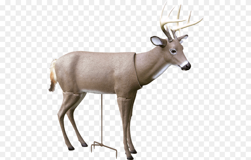 Scar Deer Decoy Decoy Deer, Animal, Antelope, Mammal, Wildlife Free Png