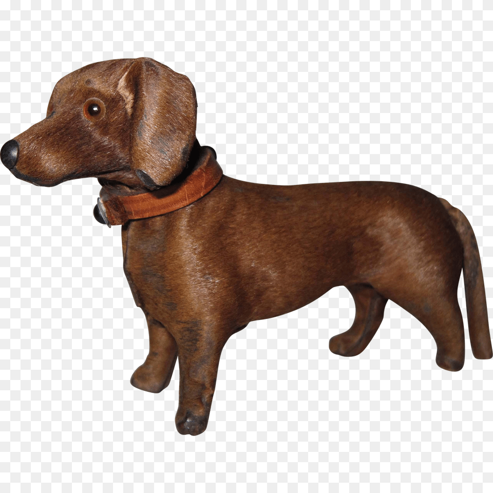 Scarce Miniature Dachshund Dog Original Leather Collar Fashion, Snout, Animal, Canine, Mammal Free Transparent Png