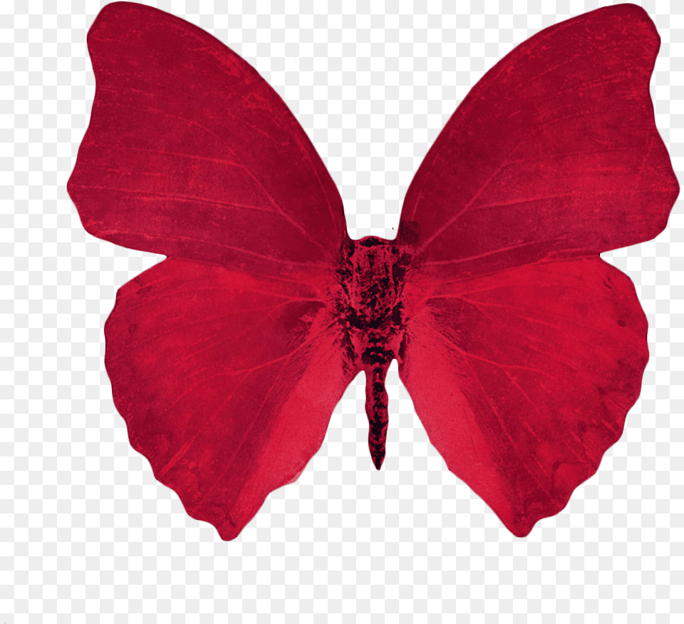 Scarlet Butterfly Image Red Aesthetic Background, Flower, Petal, Plant, Formal Wear Free Png