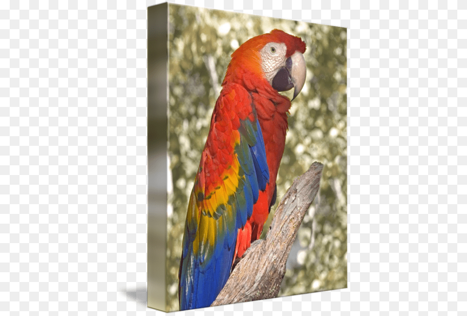 Scarlet By Buffaloworks Photography Macaw, Animal, Bird, Parrot Png