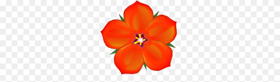 Scarlet Flower Clipart, Anther, Petal, Plant, Geranium Png Image