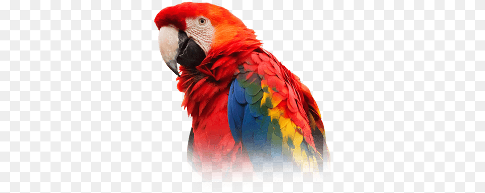Scarlet Macaw, Animal, Bird, Parrot Free Png Download