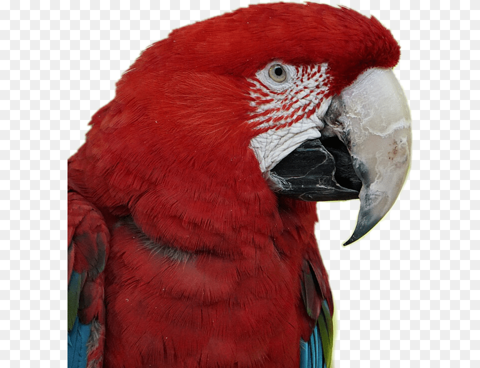 Scarlet Macaw Parrot Birds Pets Stickers Red Macaw Parrots, Animal, Bird Png
