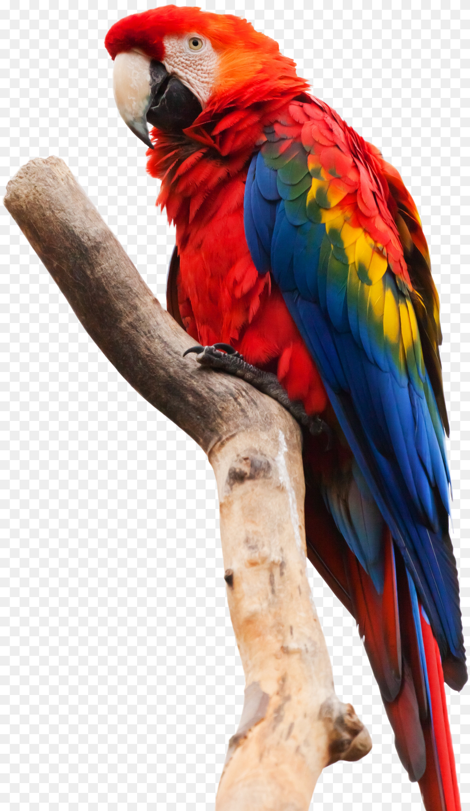 Scarlet Macaw White Background Free Png