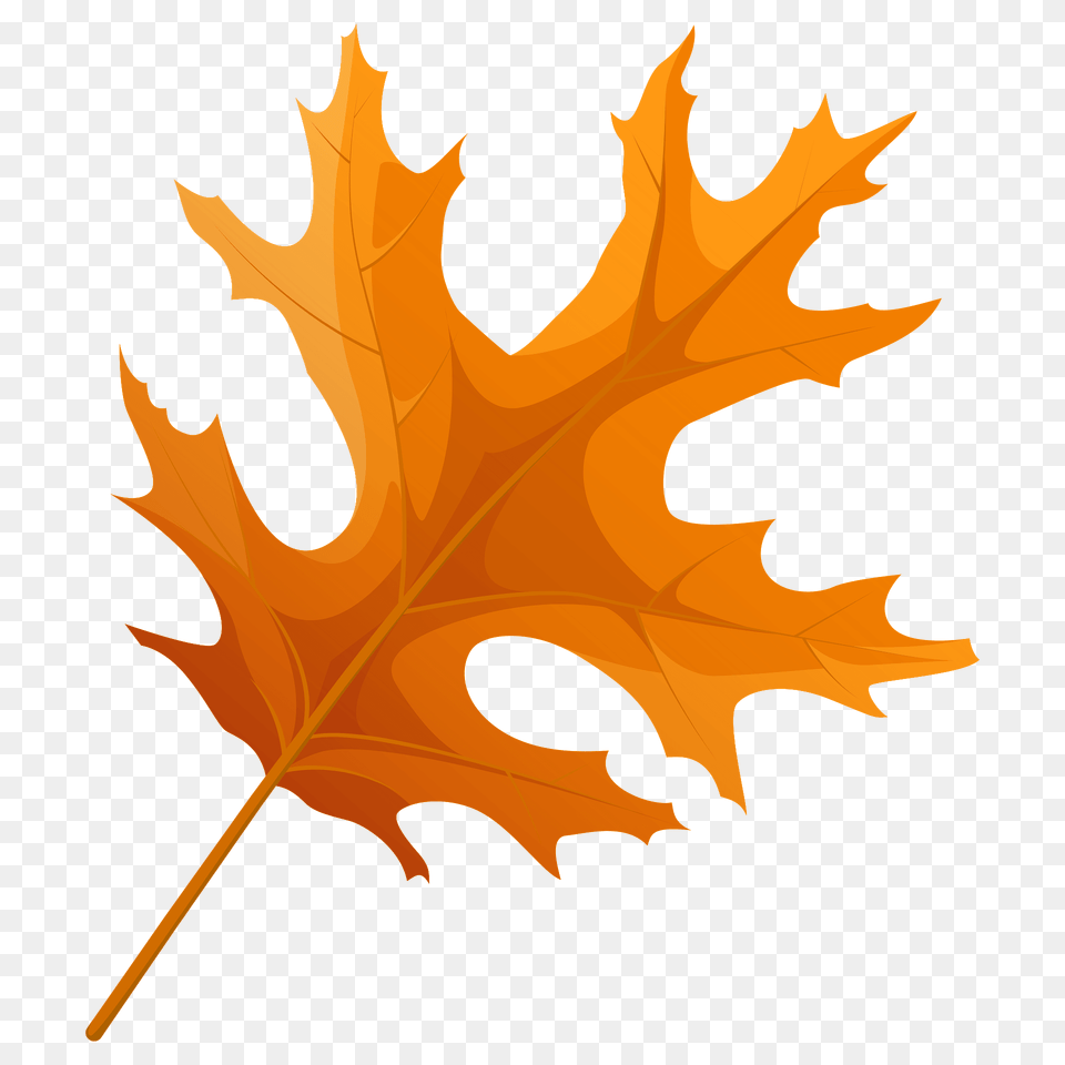 Scarlet Oak Autumn Leaf Clipart, Plant, Tree, Maple Leaf Free Png